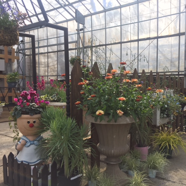 寄せ植え１の画像