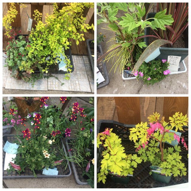 寄せ植え２の画像