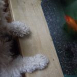 新入り金魚と重鎮トイプードルの画像