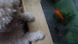 はじめての金魚との対面の画像