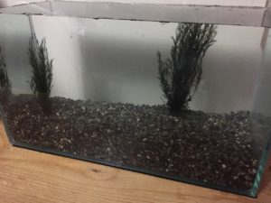 金魚のための快適な水草のある新居