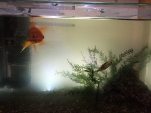 驚く金魚と錦鯉の赤ちゃん　優雅に泳ぐの画像