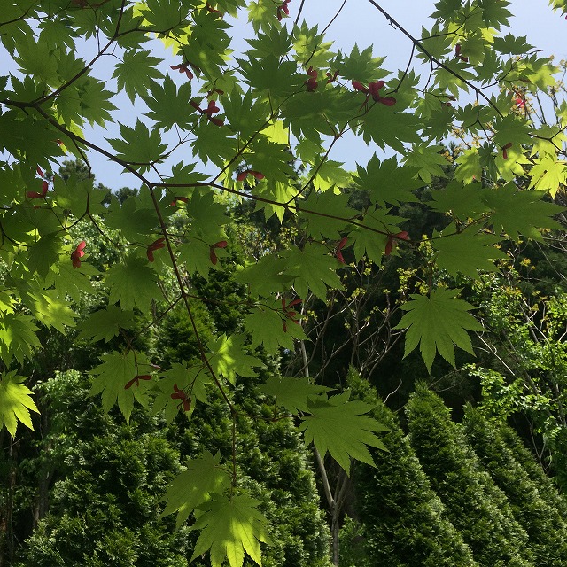 3の画像
