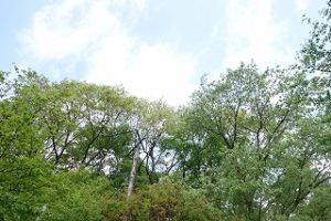 爽やかな朝、青空もでてきて・・・の画像