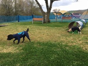 アジリティ―付きドッグラン　うろうろする犬たちの画像