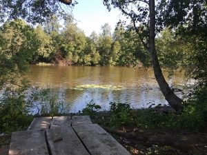 沼地のような湖のような池