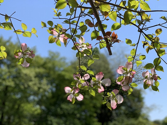 sites/5/2019/05/1-1.jpgの画像
