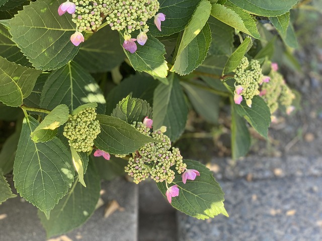 7の画像