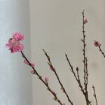 4の画像