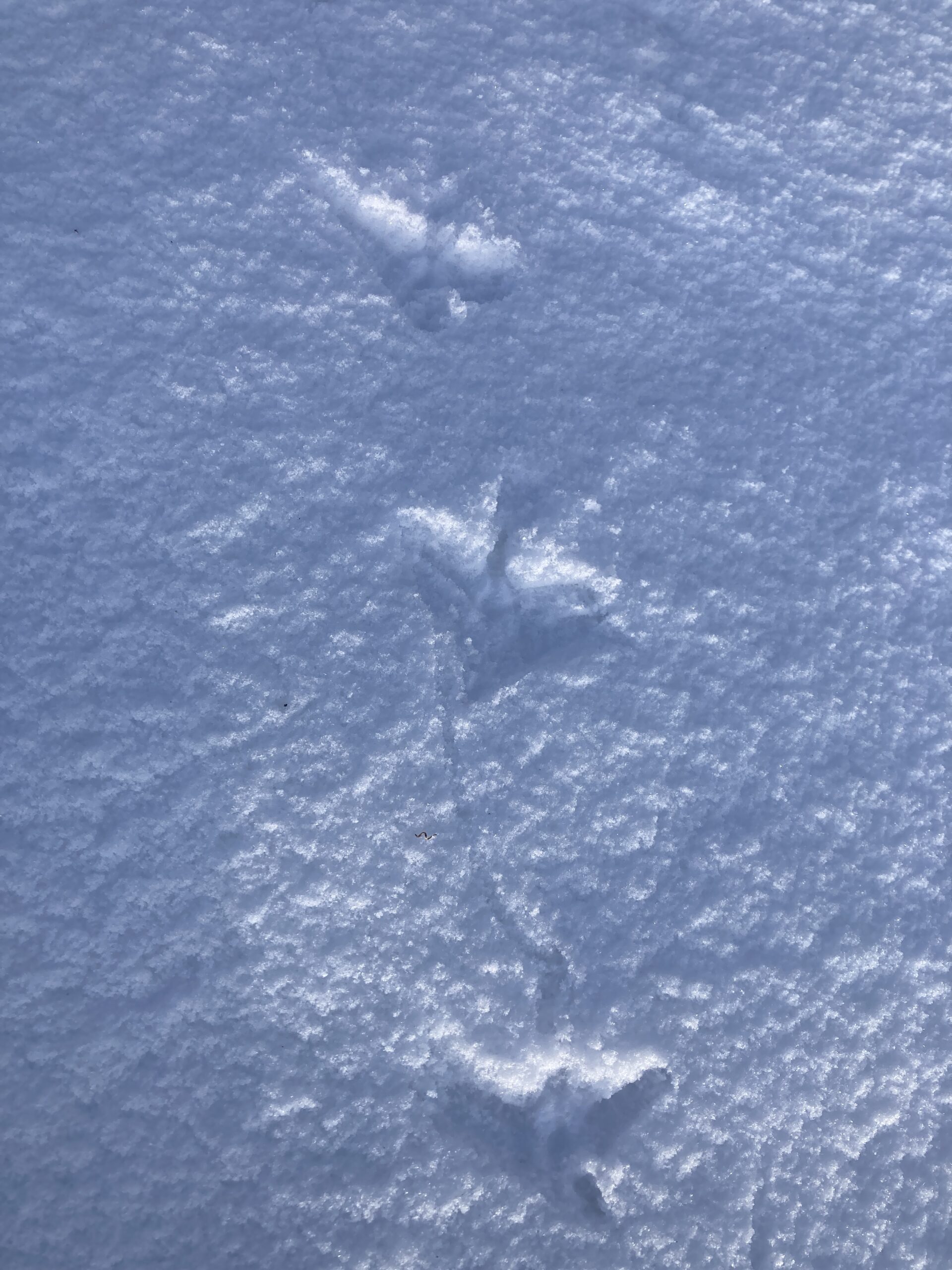 鳥の足跡の画像