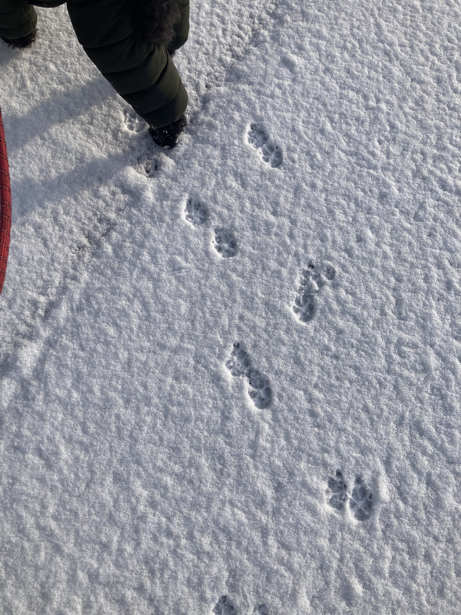 犬の足跡の画像