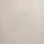 ねこあしスタンプの画像