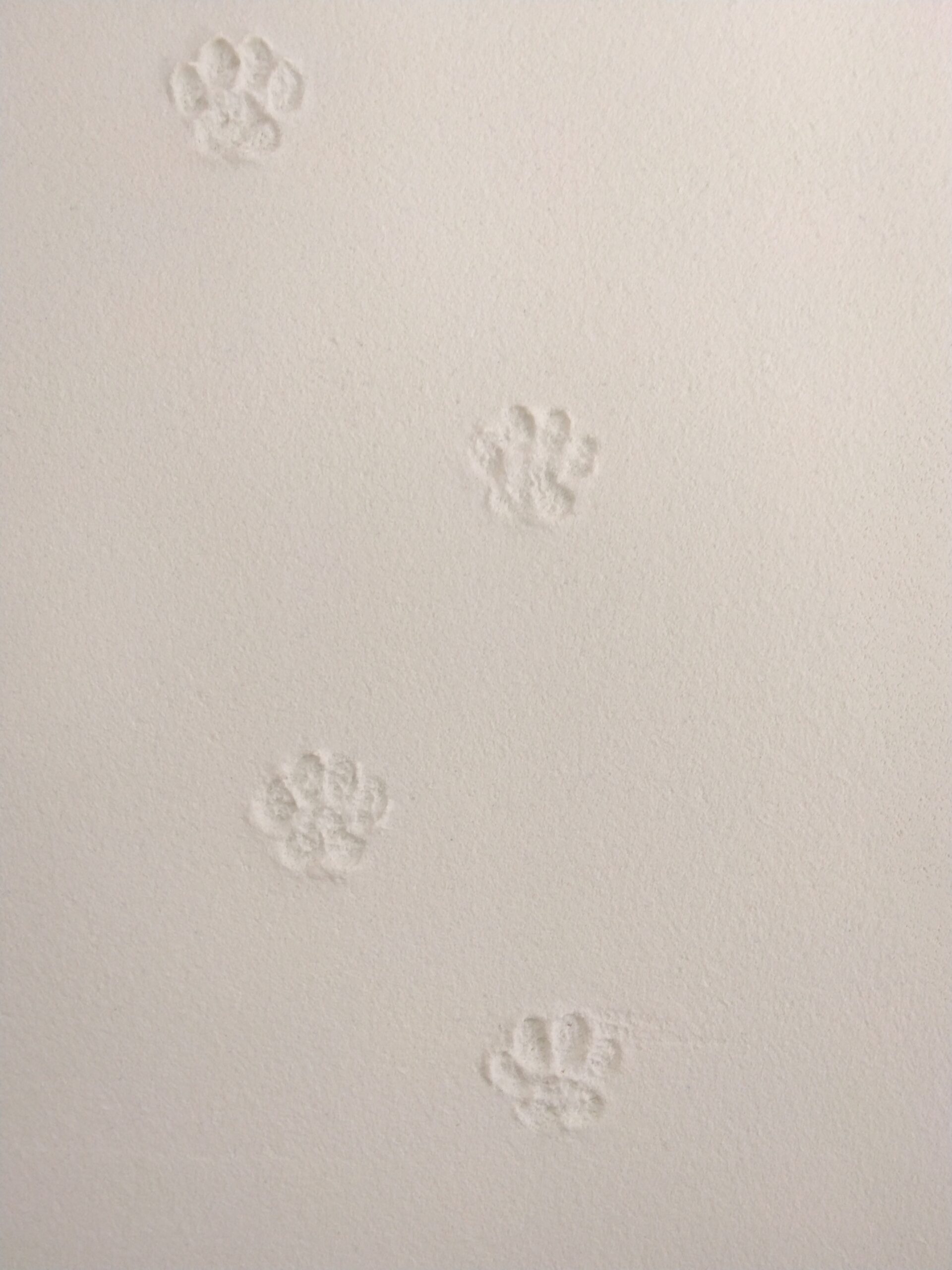 ねこあしスタンプの画像
