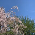 岩手は春爛漫、日曜日は現場打合せ日和なり。の画像