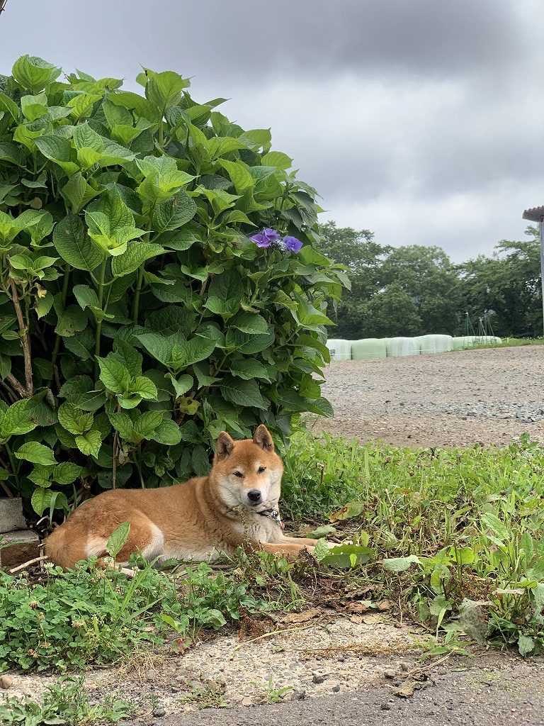 sites/5/2024/07/3-1.jpgの画像