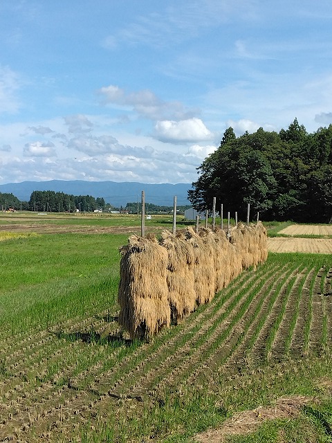 胆沢　新米　収穫作業の画像