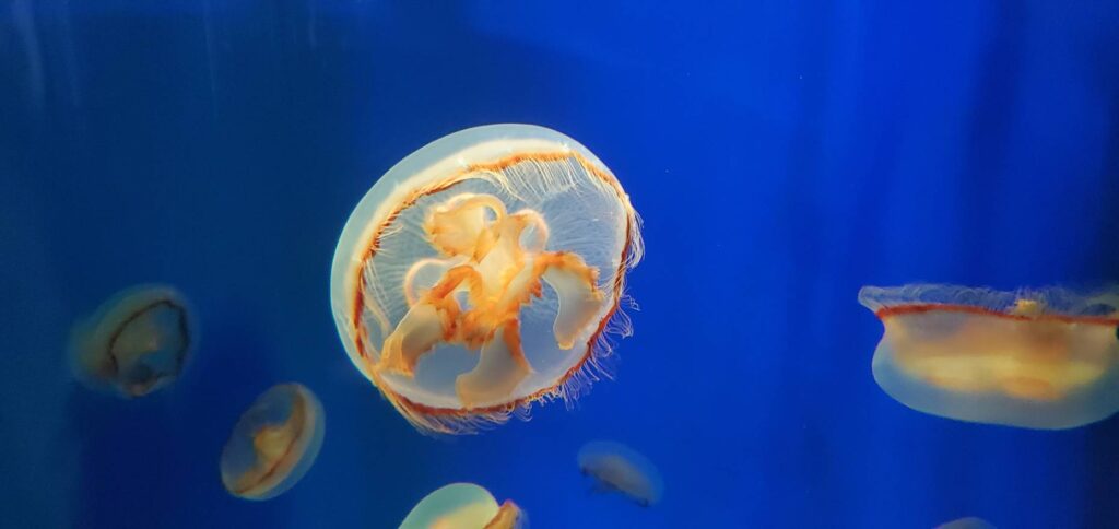 くらげの画像