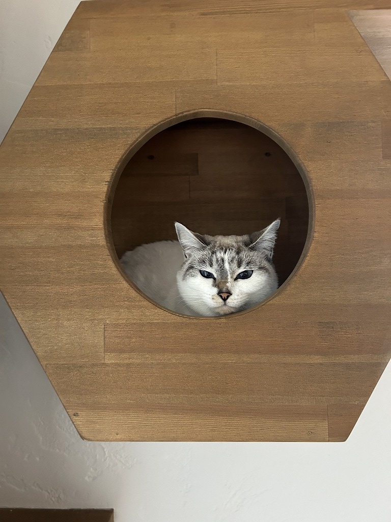 猫好きにはたまらない♡マイホームで「念願の多頭飼いデビュー！」の画像