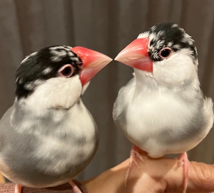 「ヒュッゲな暮らし」を楽しむ　お施主様とゆかいな仲間たち♪の画像