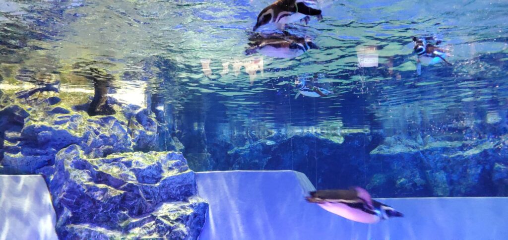 すみだ水族館の画像