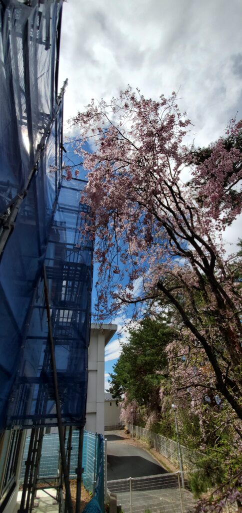 桜の木の画像