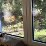 大共ホーム「お施主様の暮らしのインタビュー」と猫と暮らす家。の画像