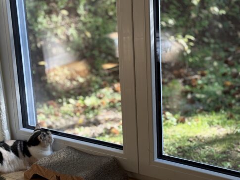 大共ホーム「お施主様の暮らしのインタビュー」と猫と暮らす家。の画像