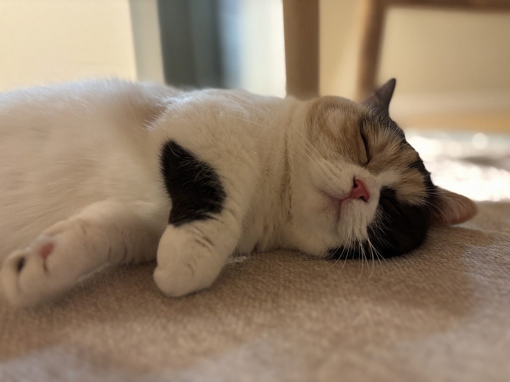 sites/5/2025/10/2-1.jpgの画像