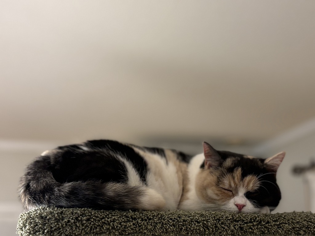 sites/5/2025/10/3-1.jpgの画像