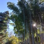 平泉 現場までの道のり 竹林の画像