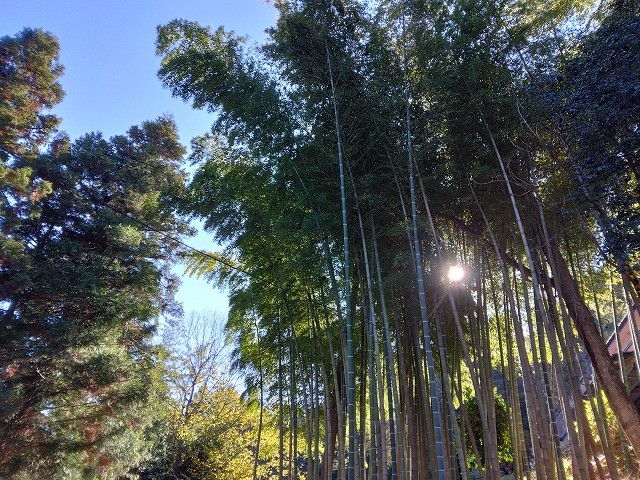 平泉　現場までの道のり　竹林の画像