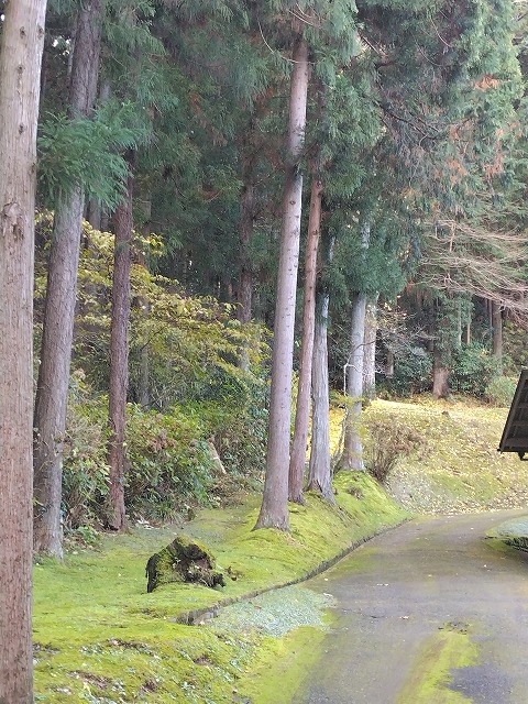 平泉　現場への道のり　苔と林の画像