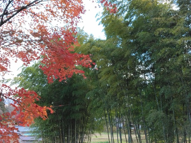 平泉　紅葉の画像