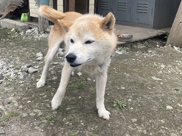 奥州市　3世帯住宅　シバわんこの画像