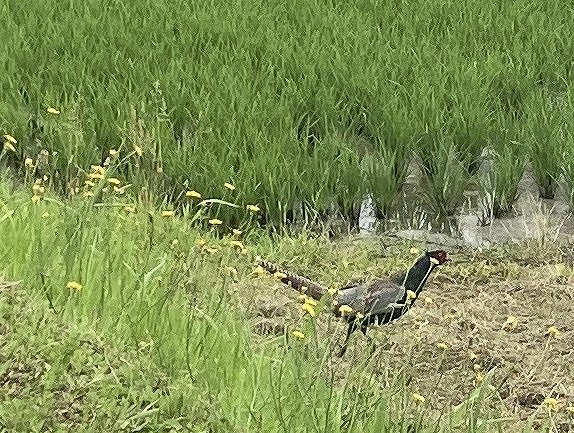 奥州市　3世帯住宅　見かけたキジの画像
