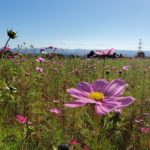 sites/6/2020/10/ce2c9176ef3c5d75c35a255192d9376e-150x150.jpgの画像