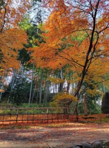 sites/6/2024/11/13-2-222x300.jpgの画像
