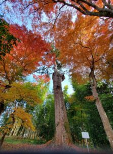 sites/6/2024/11/15-1-222x300.jpgの画像
