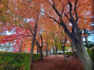 sites/6/2024/11/3-2-300x225.jpgの画像