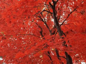 sites/6/2024/11/4-2-300x225.jpgの画像