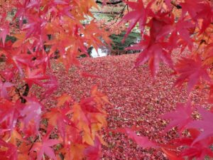 sites/6/2024/11/6-2-300x225.jpgの画像