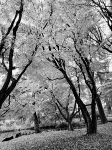 sites/6/2024/11/9-2-225x300.jpgの画像