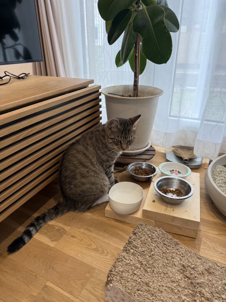 猫と住む家の画像