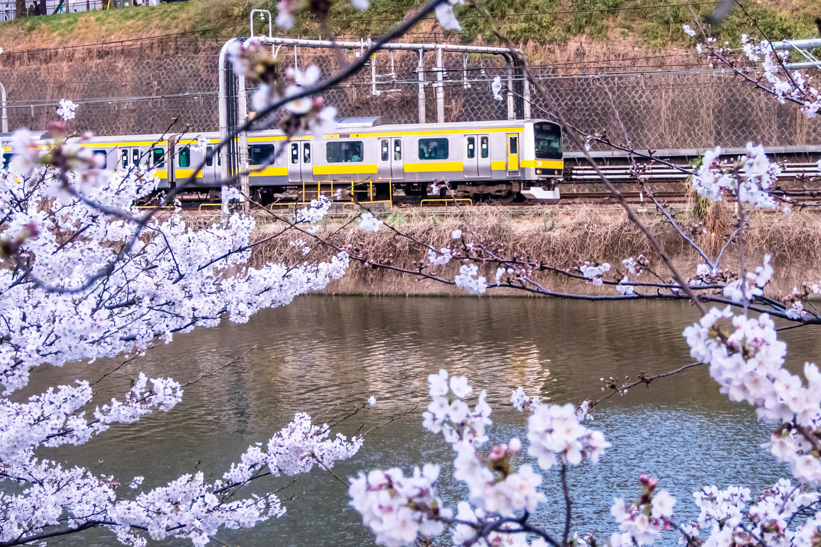 sites/9/2018/04/20130323-P3230898_TP_V.jpgの画像