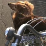 sites/9/2018/08/S__67174414-150x150.jpgの画像