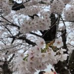 sites/9/2019/04/IMG_0627-e1556171602546-150x150.jpgの画像