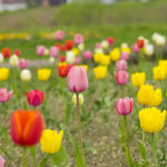sites/9/2019/04/photo0000-5153-150x150.jpgの画像