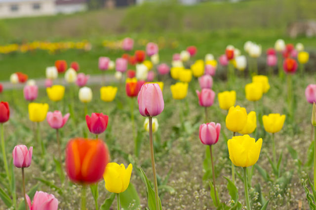 sites/9/2019/04/photo0000-5153-e1554101748330.jpgの画像