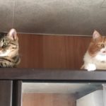 sites/9/2019/08/b8d2de8c3ef4f9fb66d917a21e076148-150x150.jpgの画像