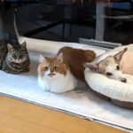 14号の実家にいる犬猫たち｜ペットと暮らす家づくりは大共ホームの画像